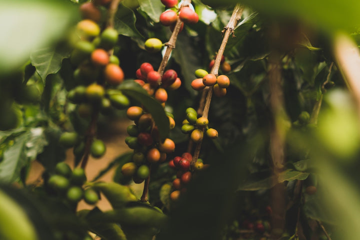 Základy spracovania zelenej kávy