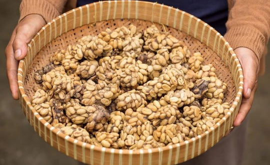 Kopi Luwak - cibetková káva: Čo by ste mali vedieť