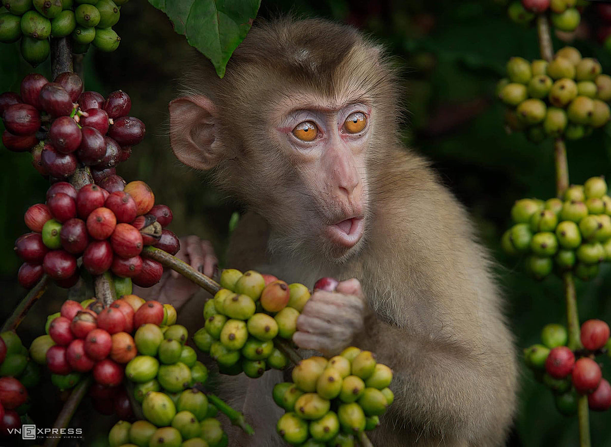 Photo of Monkey Coffee